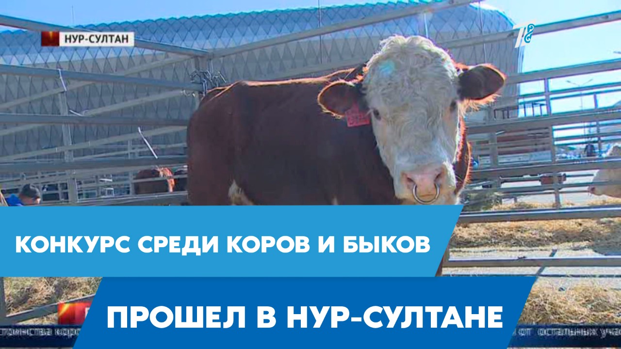 Первый канал Евразия – Telegram