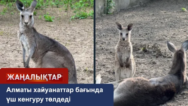 АЛМАТЫДА КЕНГУРУЛАР БОКСТАСЫП ЖҮР