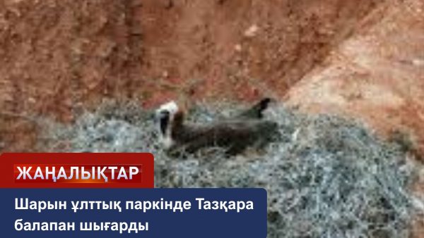 Шарында жыртқыш балапан шығарды