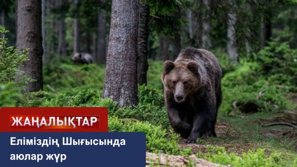 Аюлар қысқы ұйқыдан оянды