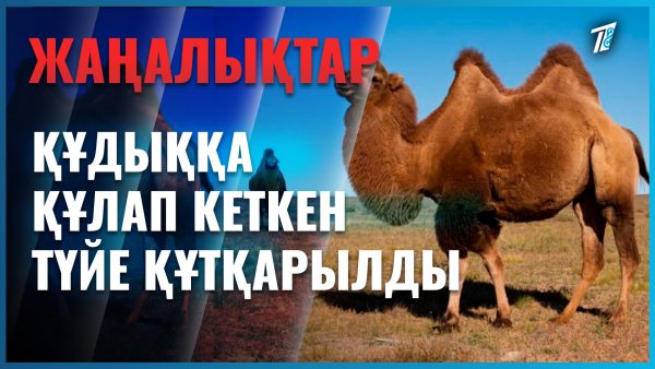 Атан түйе құдыққа құлап кетті