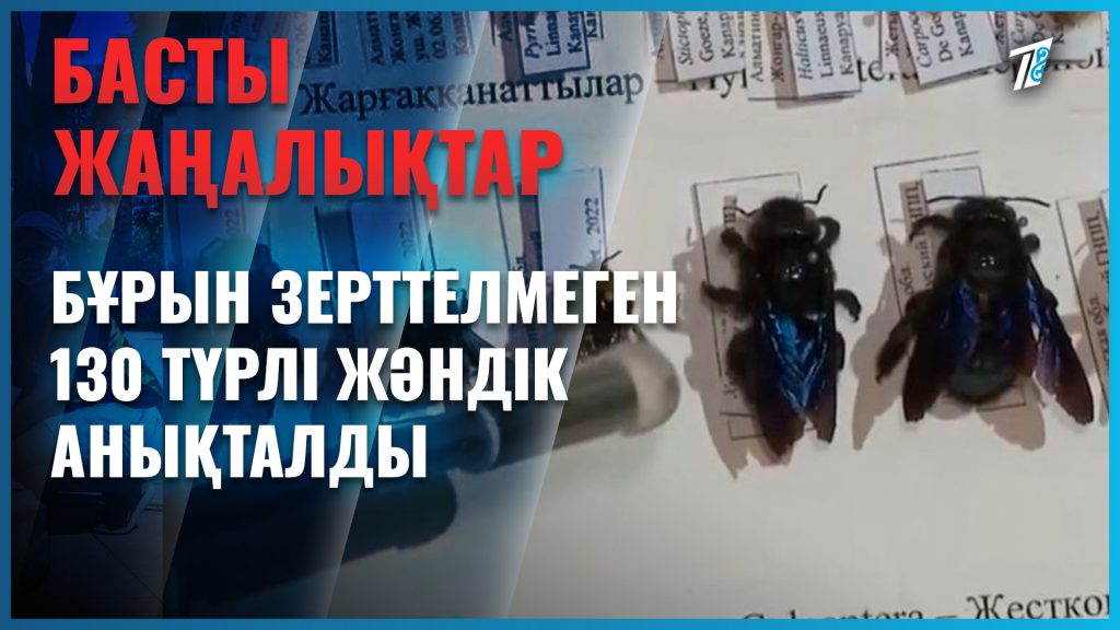 Жетісу облысында бұрын зерттелмеген 130 түрлі жәндік анықталды
