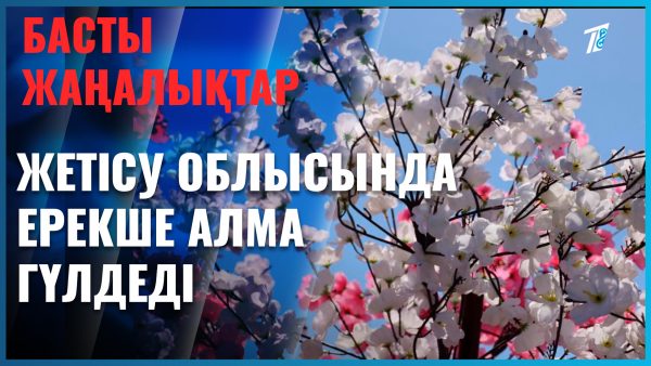 Жетісу облысында ерекше алма гүлдеді