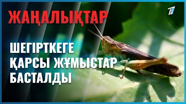 Шегіртке шырғалаңы