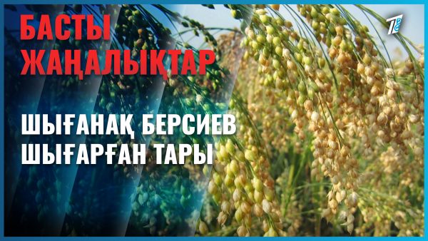 Шығанақтың ақ тарысы қайда кетті?