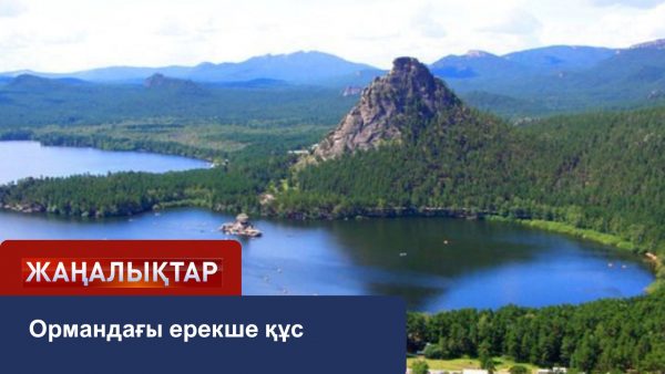 Ормандағы ерекше құс