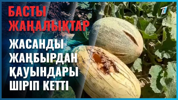 Оңтүстікте қауындар неге шіріп жатыр?
