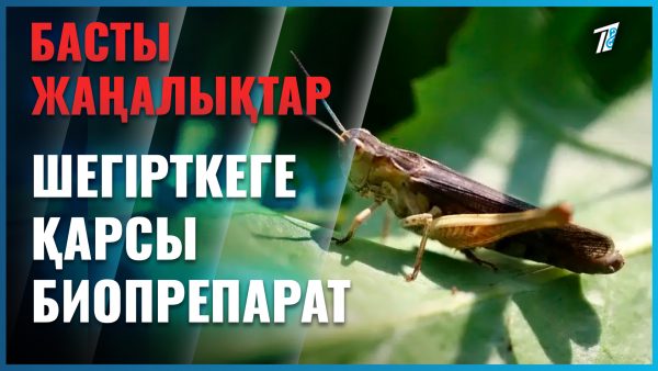 Түркістан ғалымдары шегірткеге қарсы препарат ойлап тапты