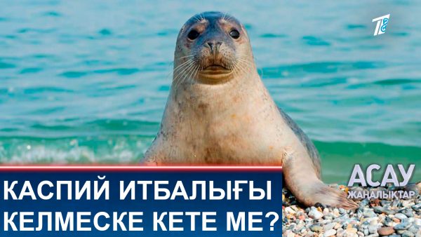 Каспий итбалығы келмеске кете ме?