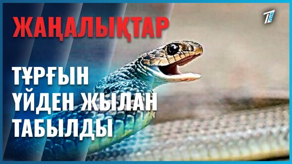 100-ден астам жылан табылды
