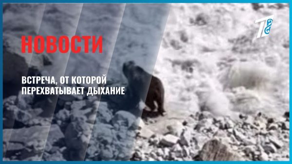 Турист снял медведя в национальном парке «Сайрам-Угам»