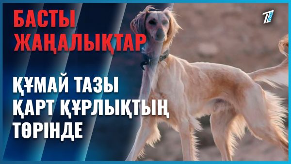 Құмай тазы Еуропа төрінде