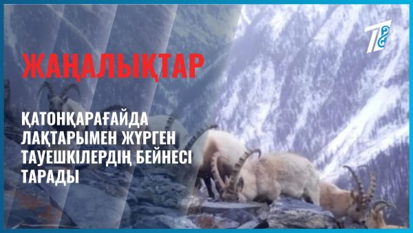Тауешкілердің «отбасылық серуені»