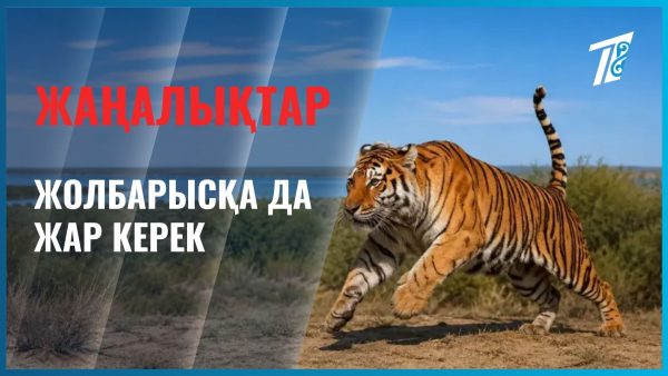 Жолбарысқа да жар керек