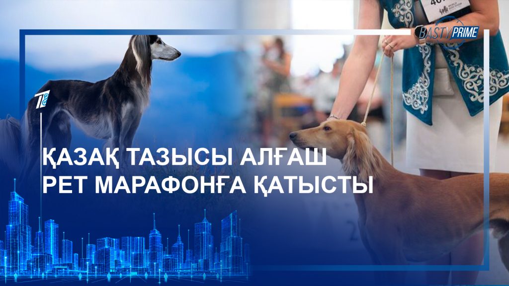 Қазақ тазысы алғаш рет марафонға қатысты
