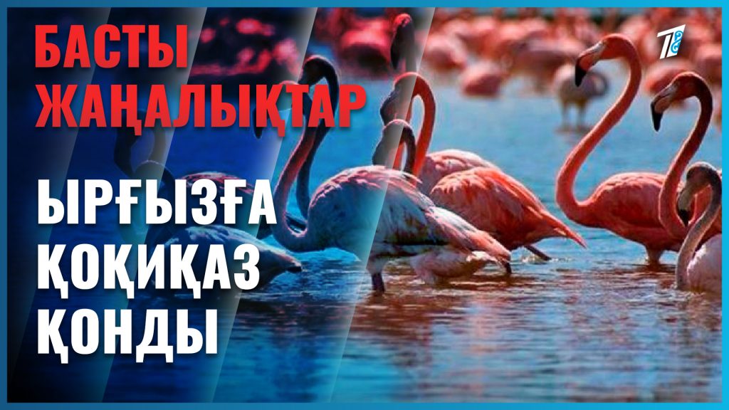 Ырғызға қоқиқаз қонды