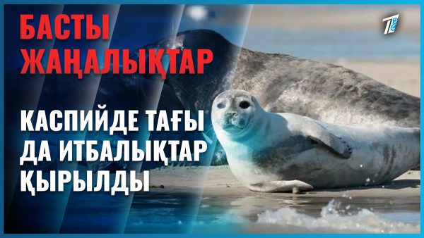 Каспийде итбалықтар қырылып жатыр
