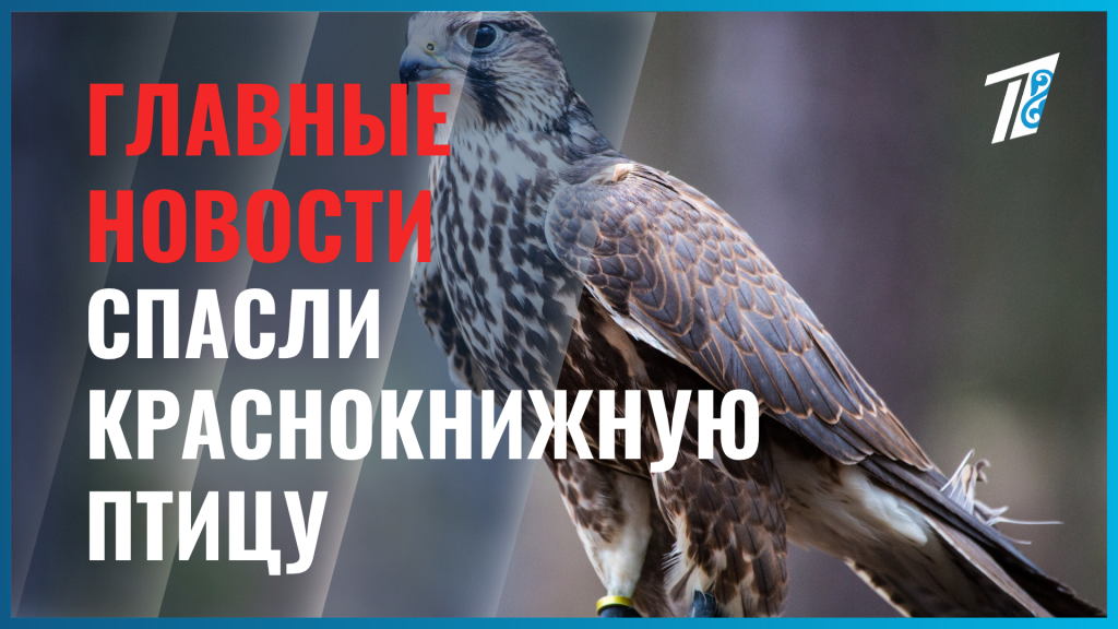 В Усть-Каменогорске спасли краснокнижного сокола