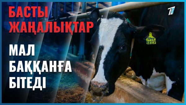 Елімізде мал шаруашылығы өркендеп келеді