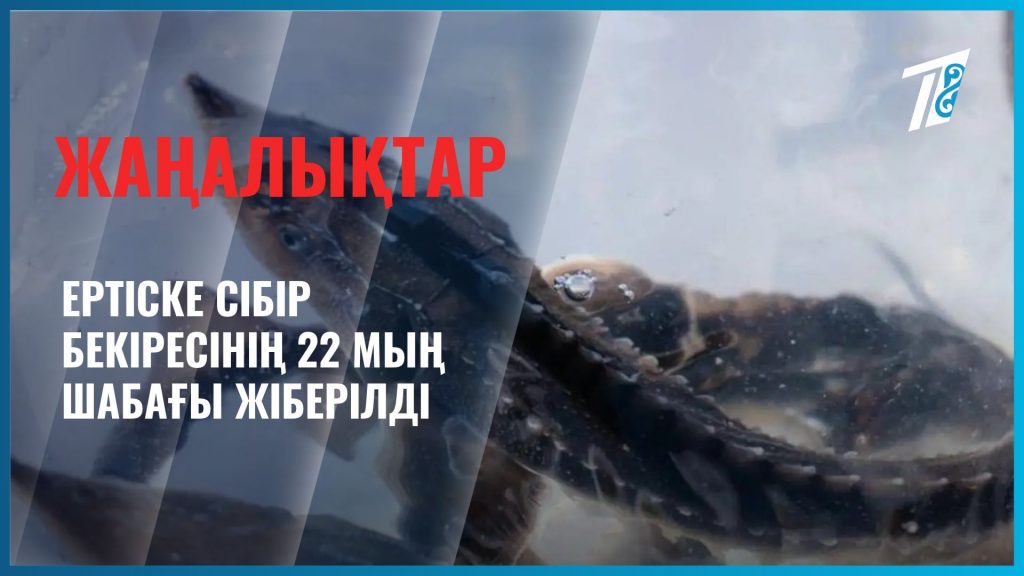 Ертіске Сібір бекіресінің 22 мың шабағы жіберілді